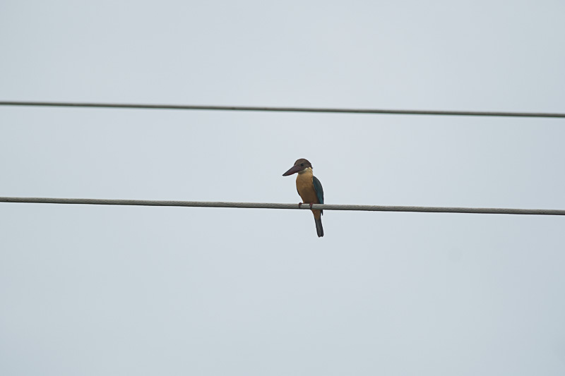 Ooievaarsbekijsvogel